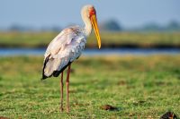 002 Chobe Riverfront Zim 2010 13