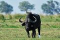 002 Chobe Riverfront Zim 2010 17