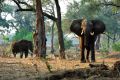 005 NP Mana Pools Zim 2010 12