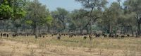 005 NP Mana Pools Zim 2010 6