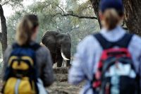 005 NP Mana Pools Zim 2010 8
