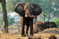 005 NP Mana Pools Zim 2010 16