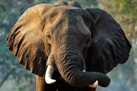 005 NP Mana Pools Zim 2010 17
