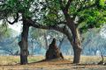 005 NP Mana Pools Zim 2010 21