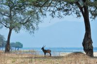 005 NP Mana Pools Zim 2010 24