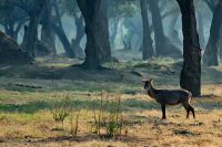 005 NP Mana Pools Zim 2010 28