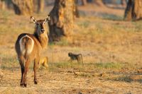 005 NP Mana Pools Zim 2010 29