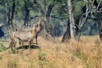 005 NP Mana Pools Zim 2010 30