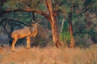 005 NP Mana Pools Zim 2010 31