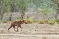 005 NP Mana Pools Zim 2010 33