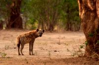 005 NP Mana Pools Zim 2010 34