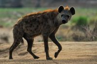 005 NP Mana Pools Zim 2010 35