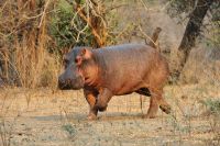 005 NP Mana Pools Zim 2010 38