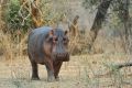005 NP Mana Pools Zim 2010 39