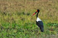 005 NP Mana Pools Zim 2010 41