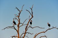 005 NP Mana Pools Zim 2010 42