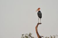 005 NP Mana Pools Zim 2010 43