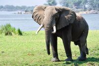 005 NP Mana Pools Zim 2010 58