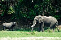 005 NP Mana Pools Zim 2010 59