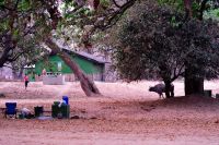 005 NP Mana Pools Zim 2010 62
