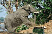 005 NP Mana Pools Zim 2010 65