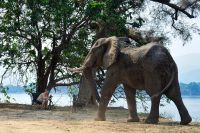 005 NP Mana Pools Zim 2010 70