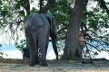 005 NP Mana Pools Zim 2010 72