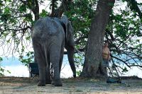 005 NP Mana Pools Zim 2010 72