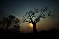 005 NP Mana Pools Zim 2010 82