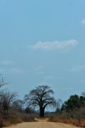 005 NP Mana Pools Zim 2010 84