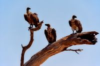 008 Chobe NP Zim 2010 11