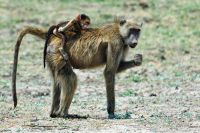 008 Chobe NP Zim 2010 16