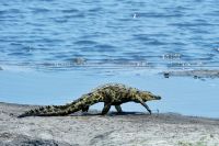 008 Chobe NP Zim 2010 2
