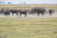 008 Chobe NP Zim 2010 22