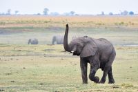008 Chobe NP Zim 2010 24