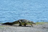 008 Chobe NP Zim 2010 3