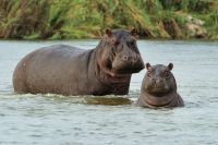 009 Mudumu NP Zim 2010 16