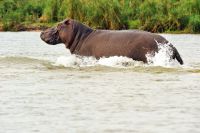 009 Mudumu NP Zim 2010 18