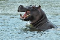 009 Mudumu NP Zim 2010 19