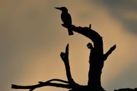 009 Mudumu NP Zim 2010 27