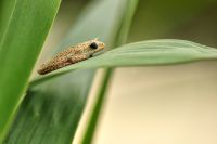 009 Mudumu NP Zim 2010 9