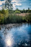 Brackvenn 013