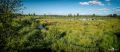 Brackvenn 017
