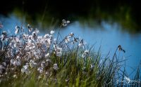 Brackvenn 019