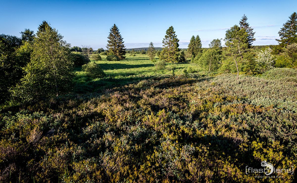 Brackvenn 022