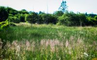 Brackvenn 024