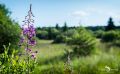 Brackvenn 025