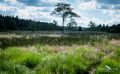 Brackvenn 026