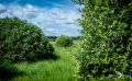 Brackvenn 027
