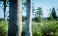 Brackvenn 031